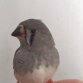 ありがとうございました