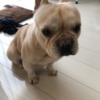 げん