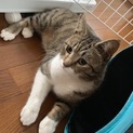 短足マンチカン風人懐こいシスちゃん