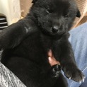 生後1ヶ月！可愛い黒v