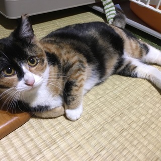 お目目クリクリの可愛い三毛猫さんです