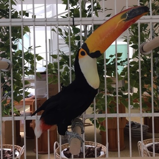 オニオオハシ・メス・体調良好・ドックフード食べます