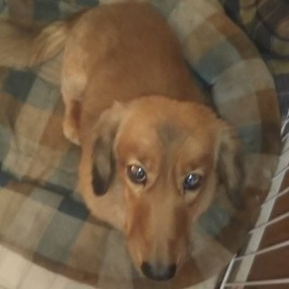 ダックス★オス★愛情不足★岐阜～里親募集