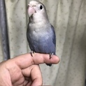 コザクラインコの子供です。