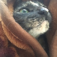 みやこ