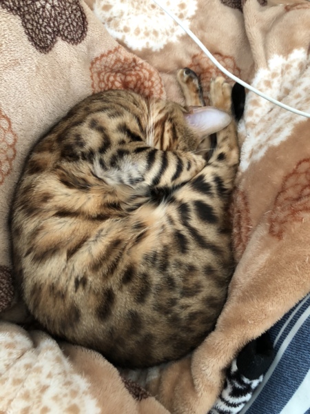 ルチルちゃん(ルーちゃん)