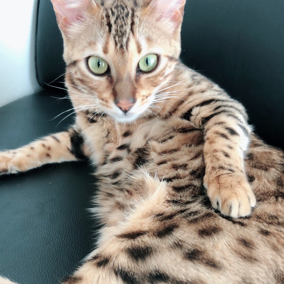 ルチルちゃん(ルーちゃん)のカバー写真