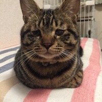ハーレー