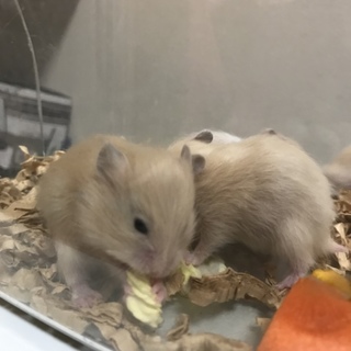 キンクマハムスター長毛 里親募集