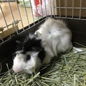 モルモット 里親募集(2018年8月生まれ)♂モル