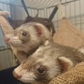 フェレット2匹の里親様募集