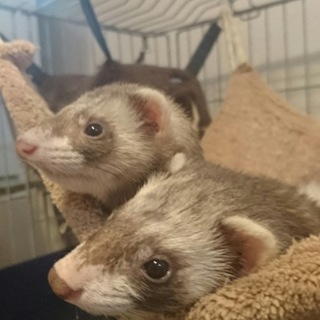 フェレット2匹の里親様募集