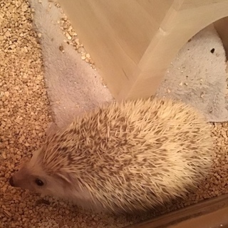 おおよそ生後7カ月の男の子です