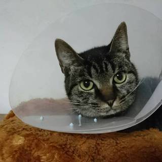 保護猫るねくん