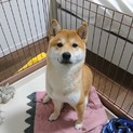 素直で元気な９ヶ月柴犬のオス