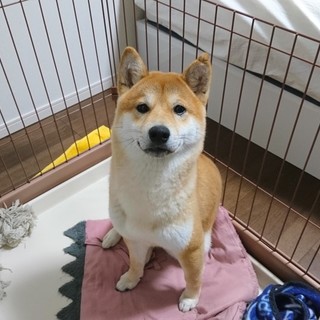 素直で元気な９ヶ月柴犬のオス