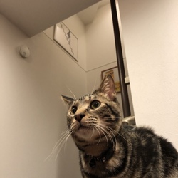 「初めての里親」サムネイル2