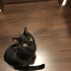 「初めての里親」サムネイル3