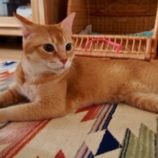 《急募》飼い主亡くなり残された茶トラ男の子