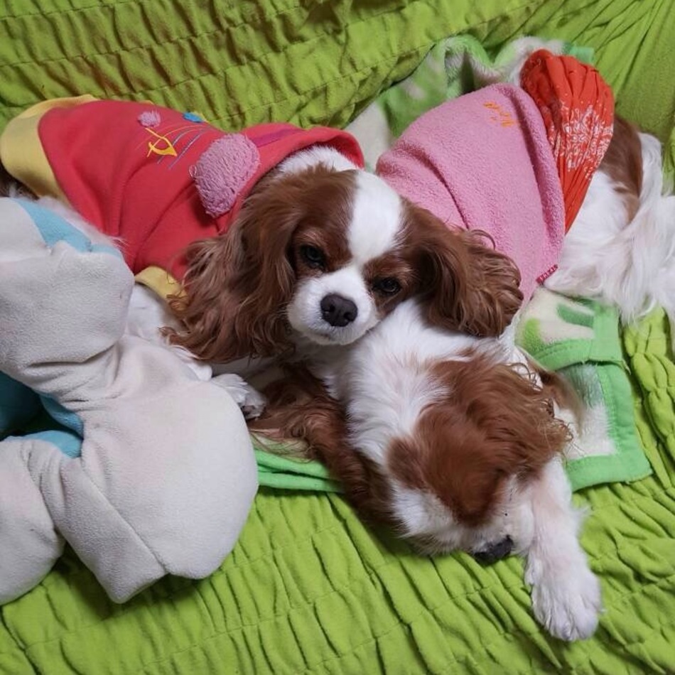 ライチのカバー写真