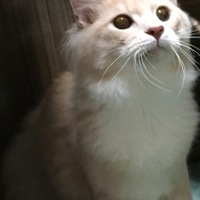 レイモンド・レディントン