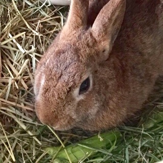 保護うさぎ：小柄男子の飛之助くん（オス）