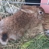 保護うさぎ：小柄男子の飛之助くん（オス） サムネイル5