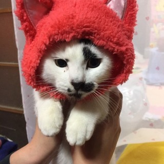 人馴れ抜群♪かまってちゃんのしらすくん