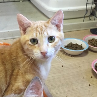 とっても甘えっ子丸い尻尾のとんちゃん❤