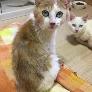 ちょっと控えめだけど甘えっ子のしんちゃんです❤