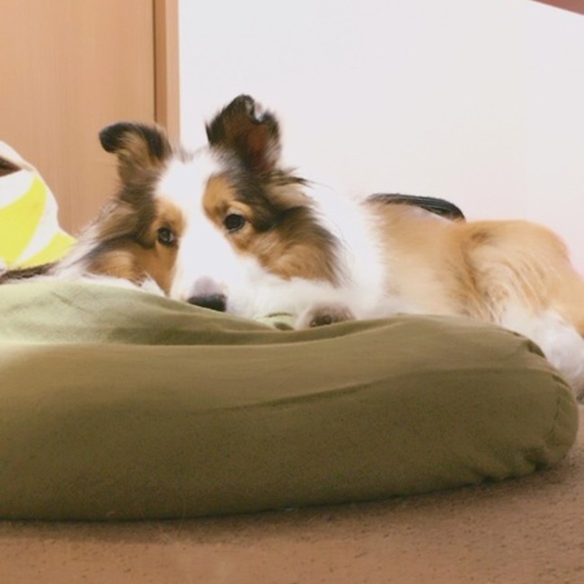 イヴの助のカバー写真