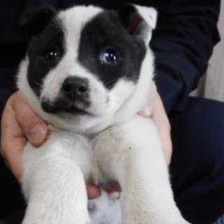里親様を待っています。子犬♀白黒