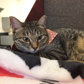 【チー】キジ美猫姉妹