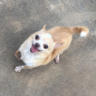 チワワの里親募集します。