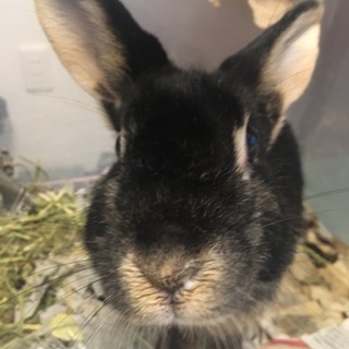 ヤンチャなミニウサギ！