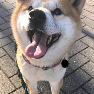 優しい柴犬お友達わんこ大好きぽんすけだよ