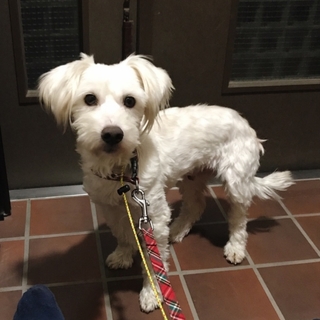 ウェスティMIX(メス３歳位)ひなた