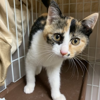 #三毛猫もいちゃん 