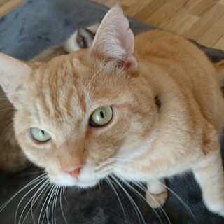 あまあまなマルロ君