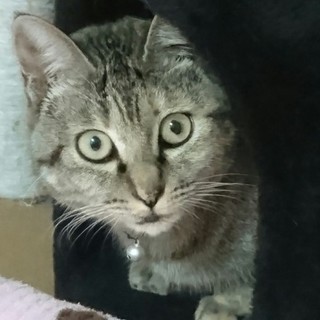 交通事故を乗り越えたヒッチちゃん【募集停止】