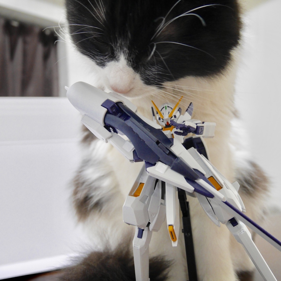 ミーアのカバー写真