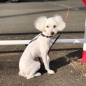 トイプードルとマルチーズのミックス犬 4才 メス