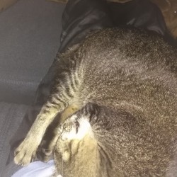 膝上のアンモニャイト