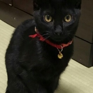 実はベタゴロのキナちゃん