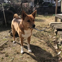 風太
