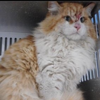 愛護団体様が引き出して下さいました。