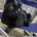 とっても人懐こい黒猫3匹がお待ちしています