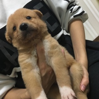 里親様決まりました。有り難うございました。