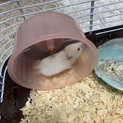 キンクマハムスター(2/5時点)