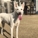 中型犬の雑種　ゆきまる君
